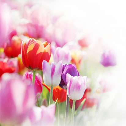 tulpen